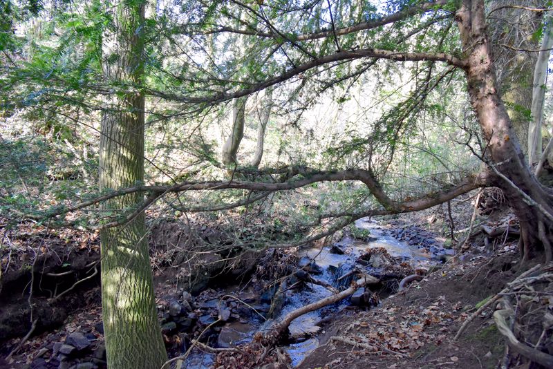 Stream- click for photo gallery